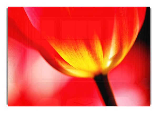 The Energy Of A Tulip