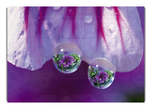 Reflections Of A Water Droplet