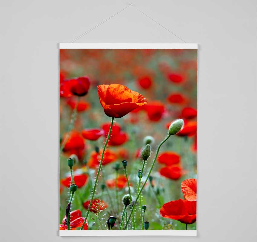 Red Poppy Field Galore Hanging Poster - Wallart-Direct UK