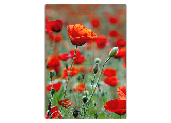 Red Poppy Field Galore