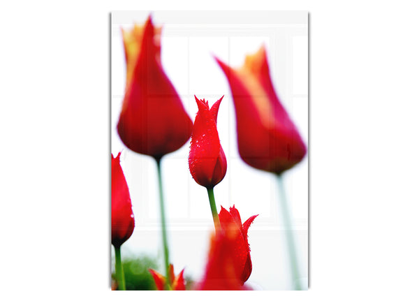 Red Fire Tulip Field