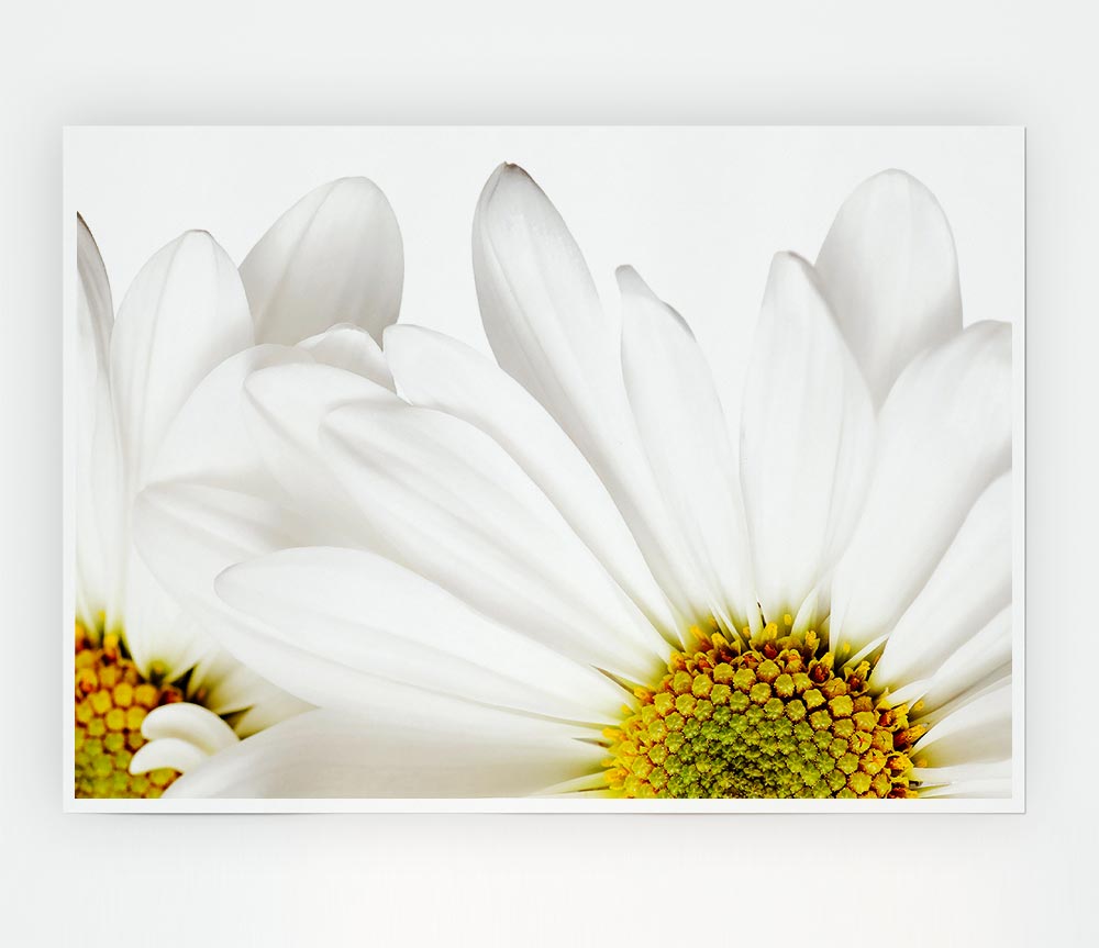 White Daisy Petals Print Poster Wall Art