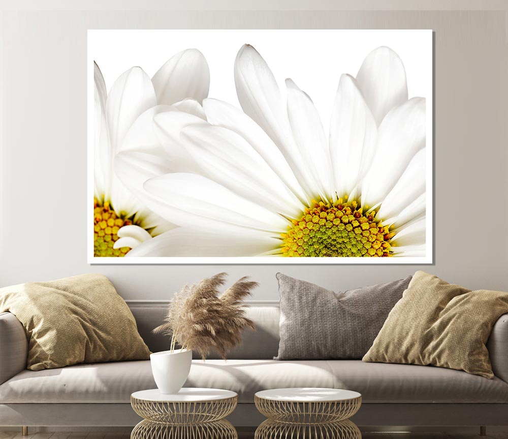 White Daisy Petals Print Poster Wall Art