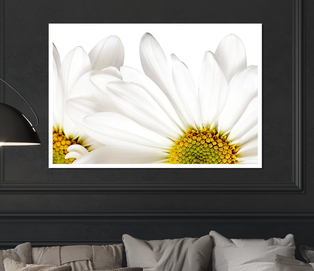 White Daisy Petals Print Poster Wall Art