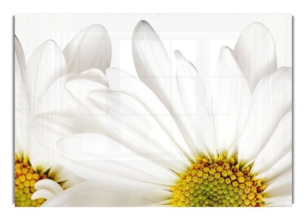 White Daisy Petals