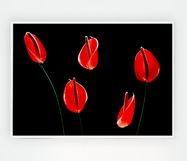 Beatiful Red Night Flowers Print Poster Wall Art