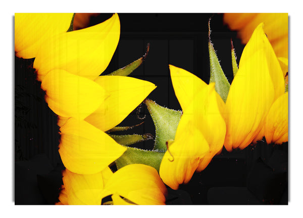 Close Up Of Yellow Sunflowers