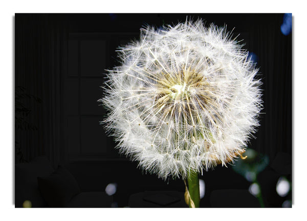 Dandelion Dream