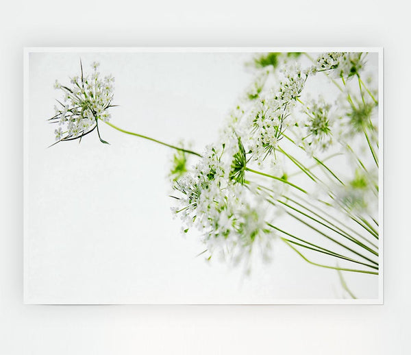 White On White Flowers Print Poster Wall Art