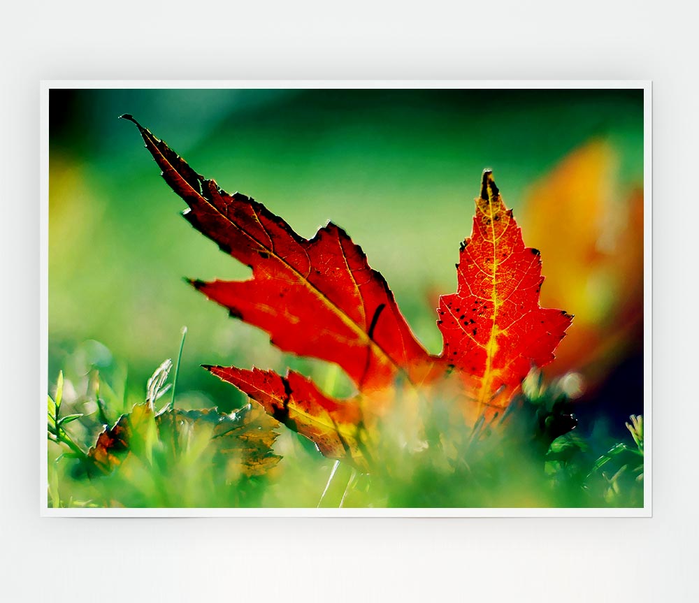 Autumn Red Leave On The Ground Print Poster Wall Art