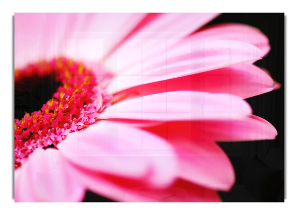 Pink Gerbera Close Up