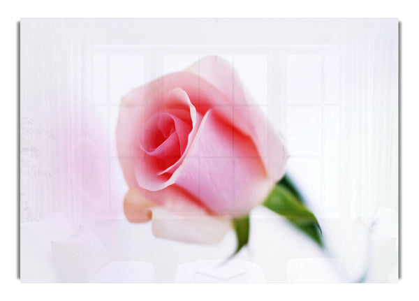 Single Pink Rose Bud