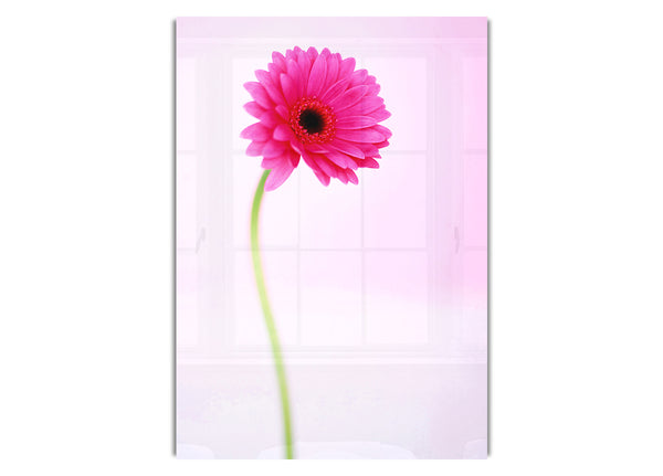 Pink On Pink Gerbera