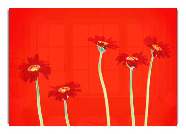 Red Daisies On Orange