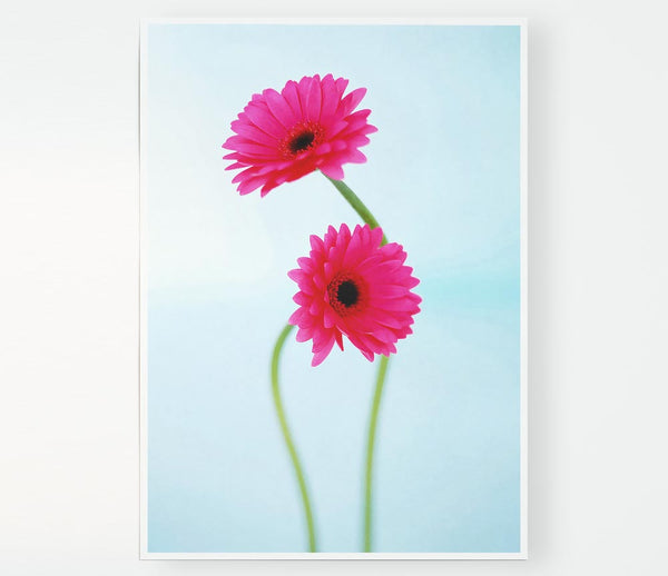 Cerise Daisy Duo On Blue Print Poster Wall Art