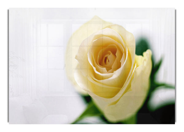 Single Cream Rose