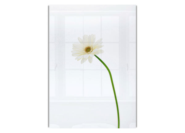 White On White Daisy