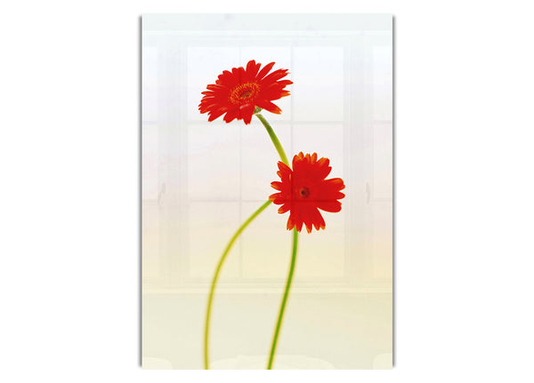 Twin Red Daisies