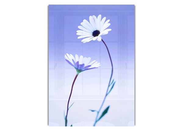 White Daisy Duo On Lilac