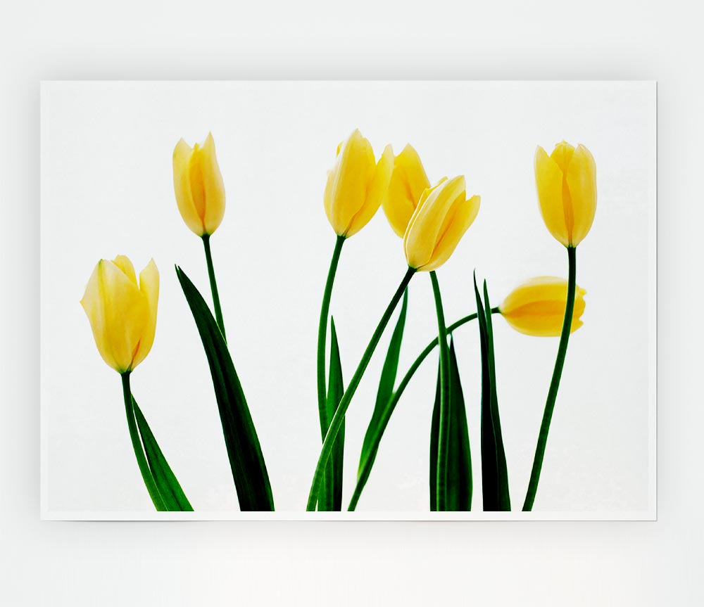 Yellow Tulip March Print Poster Wall Art