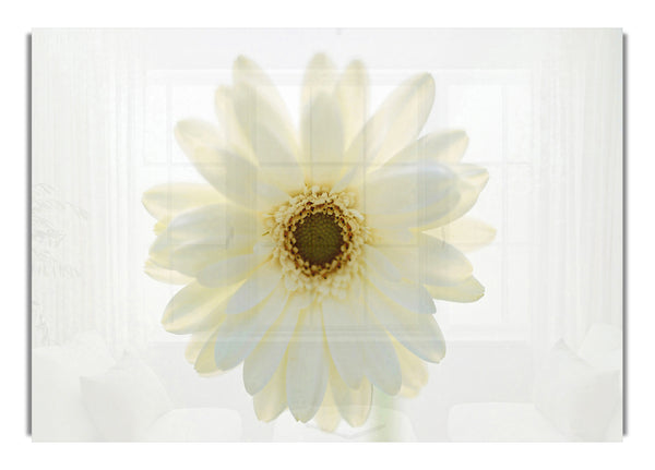 White On White Daisy Face