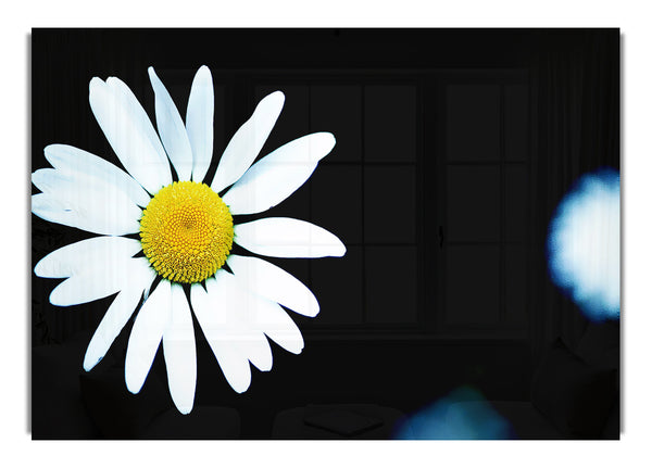 Single White Daisy