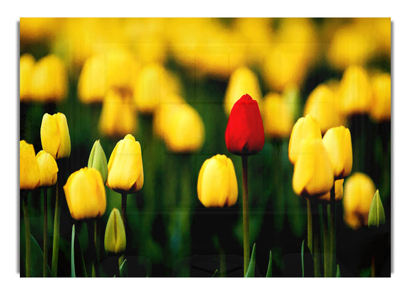 Red Tulip In A Field Of Yellows