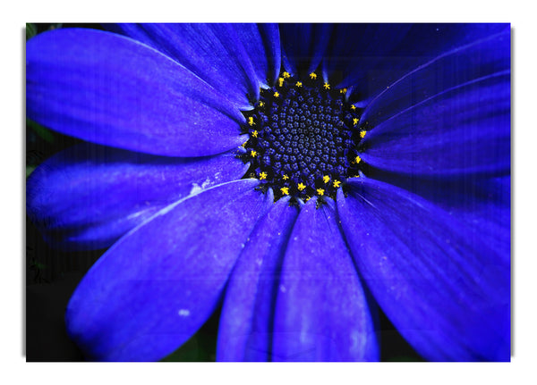 Electric Blue Petals