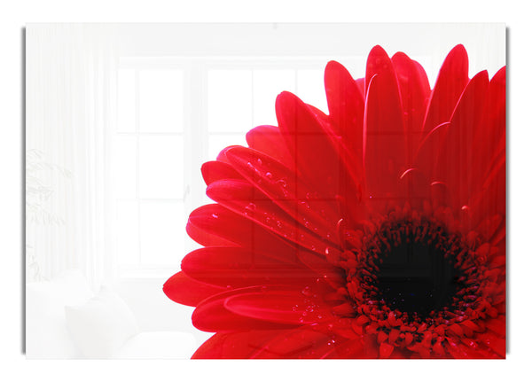 Red Gerbera Centre Flowers Canvasb