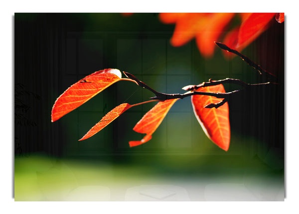 Orange Leaves In Sunlight