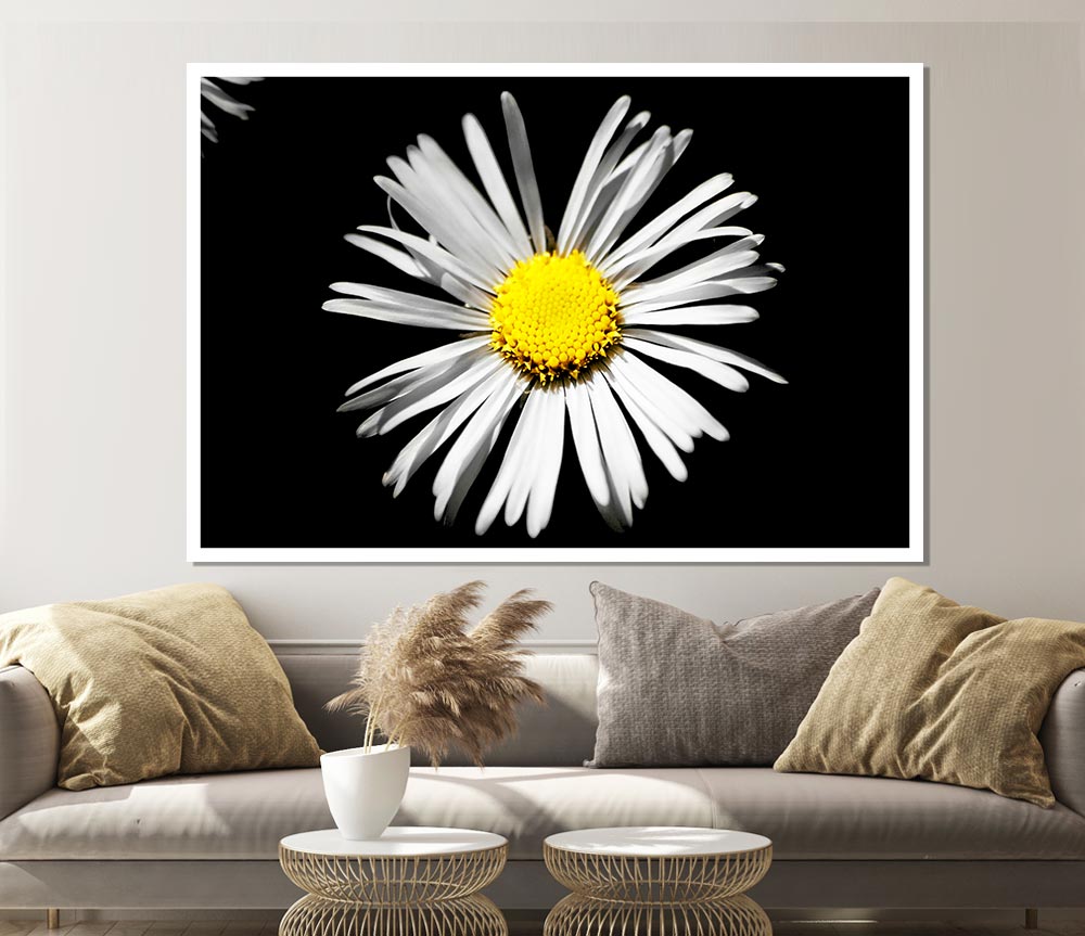 White Daisy Sunlight Print Poster Wall Art