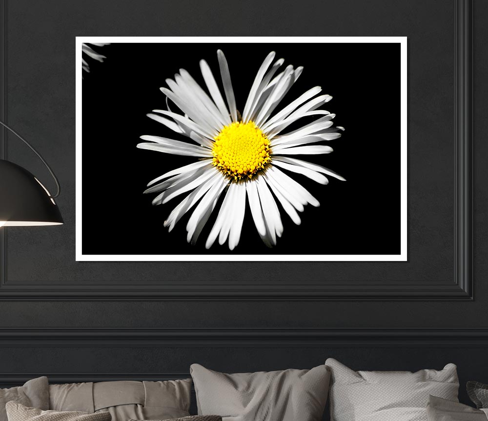 White Daisy Sunlight Print Poster Wall Art