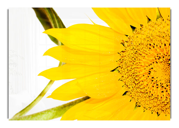 Close Up Of A Sunflower