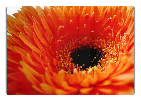 Orange Gerbera Close Up