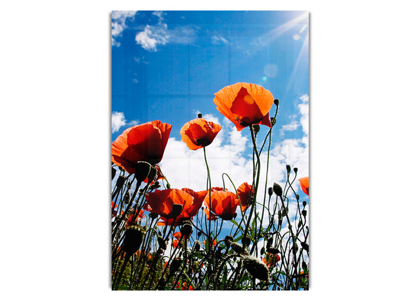 Orange Poppy Skys