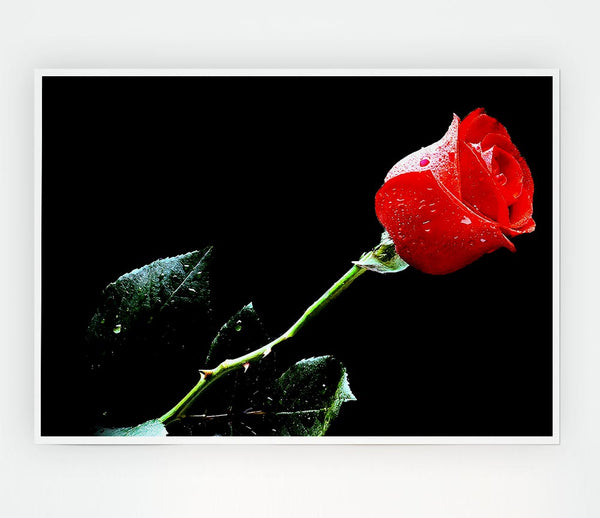 Love Of A Single Red Rose Print Poster Wall Art