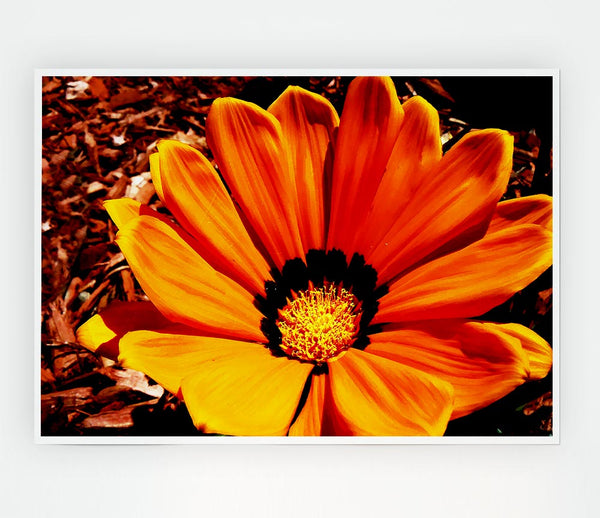 Fire Orange Beauty Print Poster Wall Art