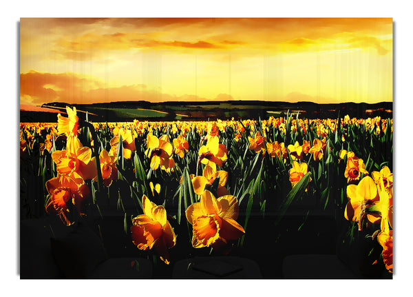 Field Of Golden Daffodils