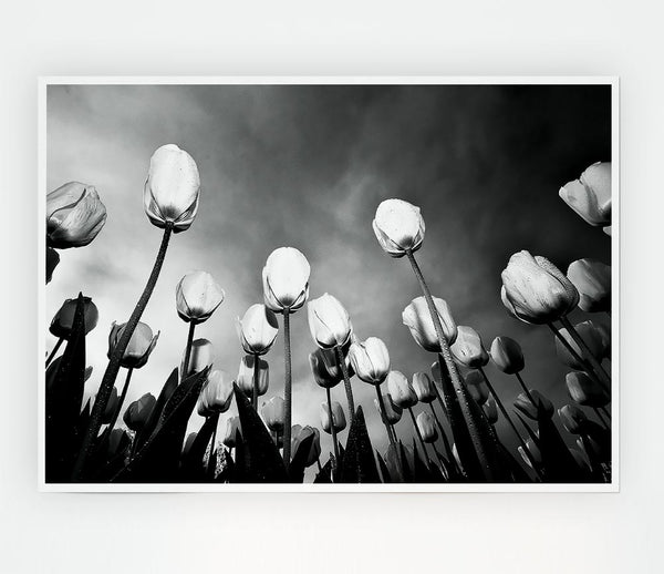 Black And White Tulip Skys Print Poster Wall Art