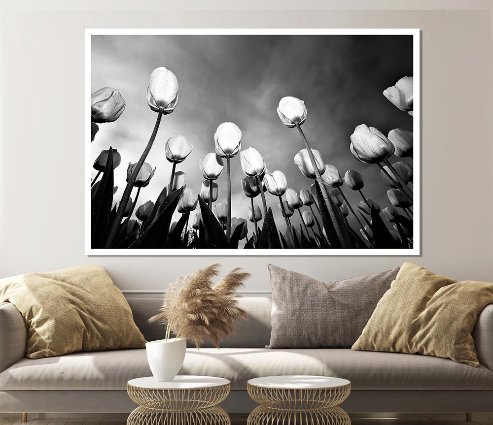 Black And White Tulip Skys Print Poster Wall Art