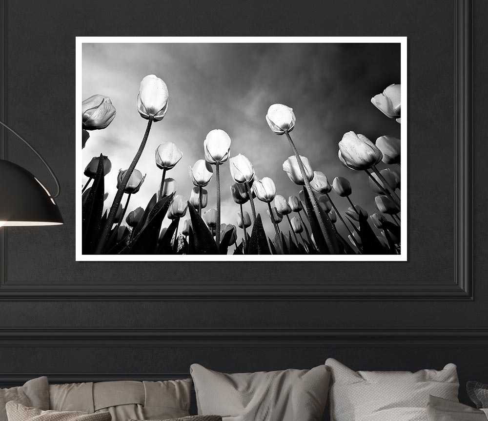 Black And White Tulip Skys Print Poster Wall Art