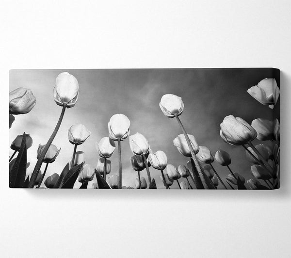 Black And White Tulip Skys