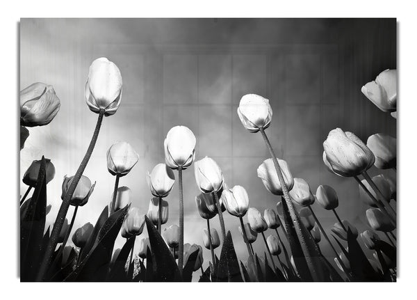 Black And White Tulip Skys