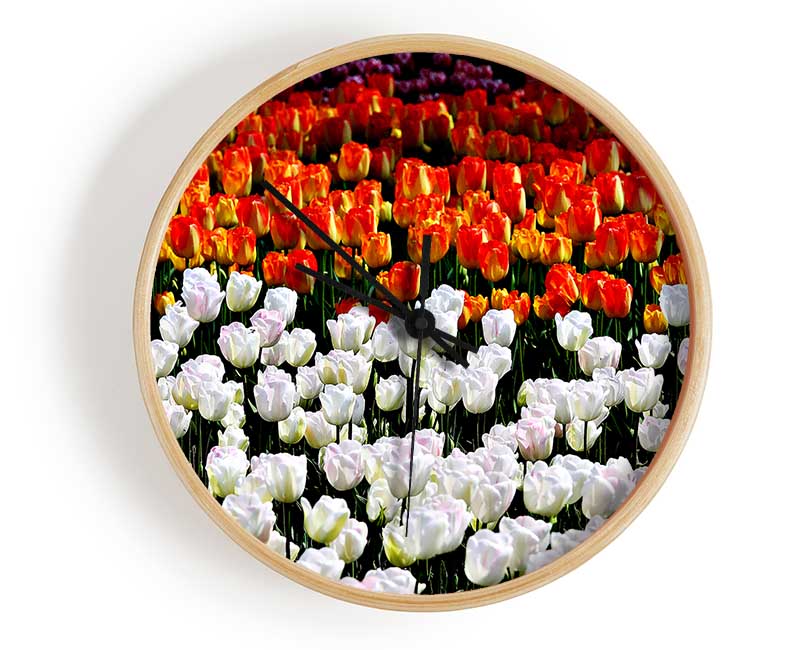 Mixed Tulip Fields Clock - Wallart-Direct UK