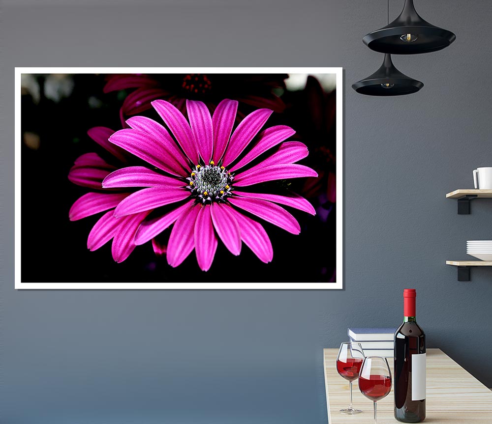 Cerise Daisy Petals Print Poster Wall Art