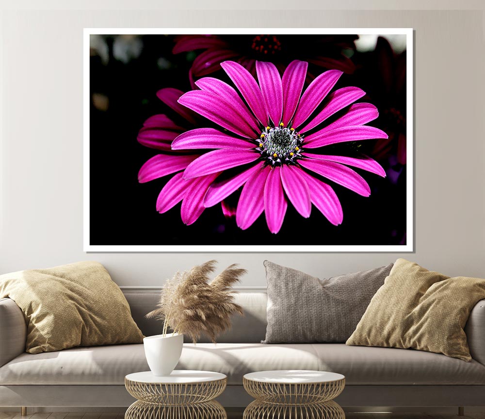 Cerise Daisy Petals Print Poster Wall Art