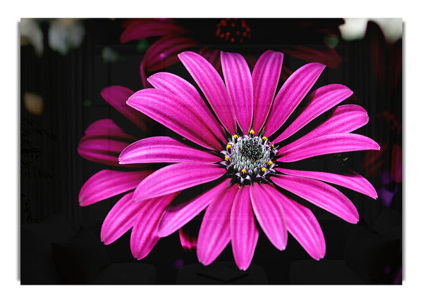 Cerise Daisy Petals