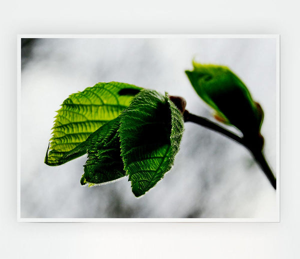 The Winter Leaves Print Poster Wall Art