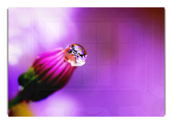 Purple Water Drop Reflection