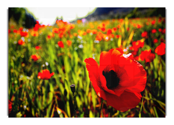 Red Poppy Fields In Sunlight